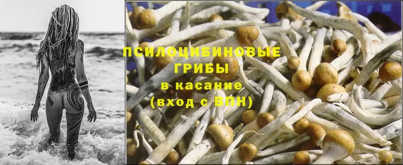 Галлюциногенные грибы Psilocybine cubensis  Белово 